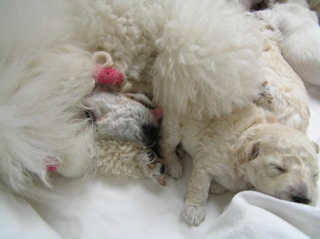 očista je opravdu důkladná